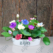 Load image into Gallery viewer, Real Lotus Flower Seeds