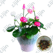 Load image into Gallery viewer, Real Lotus Flower Seeds