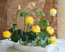 Load image into Gallery viewer, Real Lotus Flower Seeds