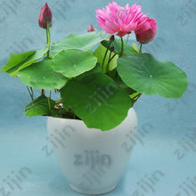 Load image into Gallery viewer, Real Lotus Flower Seeds